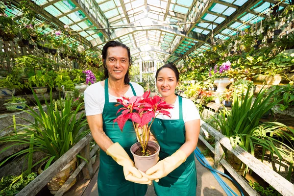 Szczęśliwych Właścicieli Rynku Kwiatów Trzymając Czerwony Kwitnący Kwiat Patrząc Kamerę — Zdjęcie stockowe