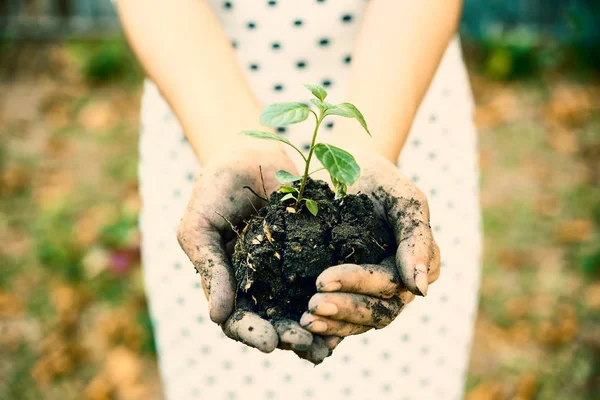 Hands Woman Holding Dirt Growing Sprout — Stock Photo, Image