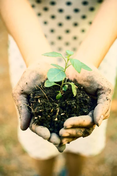 Ręce Kobiecego Ogrodnika Trzymająca Zielone Kiełki Żyznej Glebie — Zdjęcie stockowe