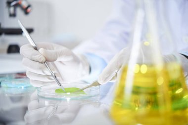 Robotistin masada oturan koruyucu eldiven giymesi ve laboratuvarda cımbızla yeşil yaprağın incelenmesi