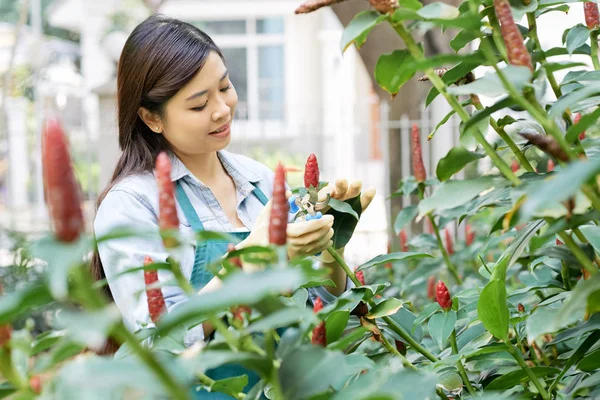 Pretty Young Smiling Vietnamese Garden Worker Cutting Flowers Pruner — Stock Photo, Image