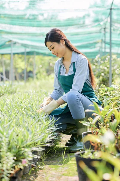 きれいなベトナムの女性農場労働者は 植木鉢で芽をチェック — ストック写真