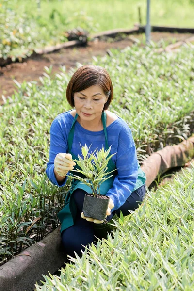 Senior Asian Farm Worker Checking Quality Plant Pot Greenhouse — Stock Photo, Image