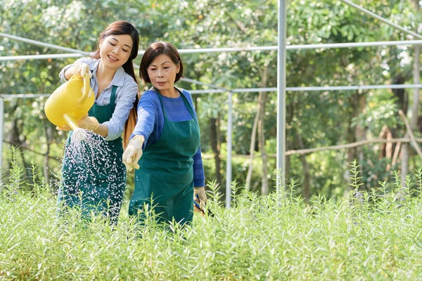 Trabajador Plantaciones Experimentado Mostrando Nuevo Colega Qué Plantas Regar — Foto de Stock