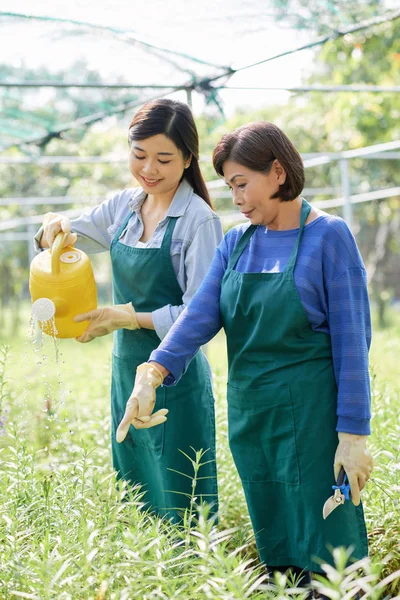 若い女性労働者に花や植物に水を与える方法を教えるシニア温室労働者 — ストック写真