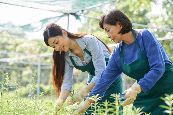 Vietnamese Vrouwelijke Tuinders Snijden Planten Met Pruner Bij Het Werken — Stockfoto