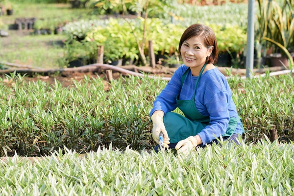 快乐的越南老妇人喜欢在后院的花园里工作 — 图库照片