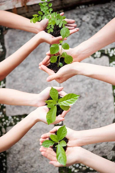Close Grupo Jovens Segurando Árvores Jovens Com Solo Suas Mãos — Fotografia de Stock
