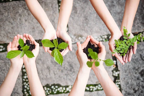 Close Pessoas Com Plantas Suas Mãos Livre Plantio Árvores Jovens — Fotografia de Stock