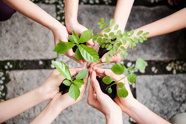 Primer Plano Los Jóvenes Van Plantar Árboles Jóvenes Hacer Mejor —  Fotos de Stock