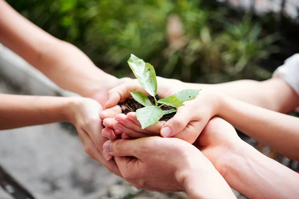 Close Hands People Holding Abundance Soil Young Plant Hands Agriculture — Stock Photo, Image