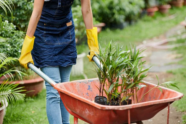 Imagen Recortada Mujer Jardinero Delantal Guantes Empujando Carretilla Con Plantas — Foto de Stock