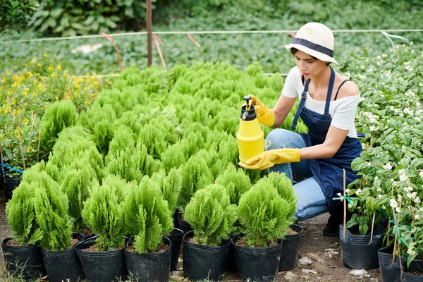 深刻な若い女性は彼女の保育園で小さなヒノキの植物に水を噴霧 — ストック写真