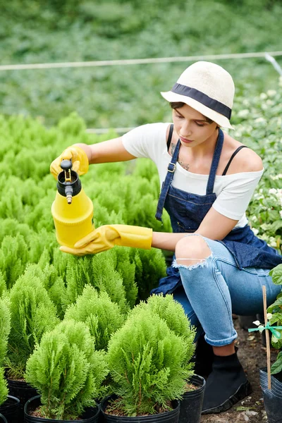 小さなヒノキの植物に水を噴霧することに集中した女性園芸労働者 — ストック写真