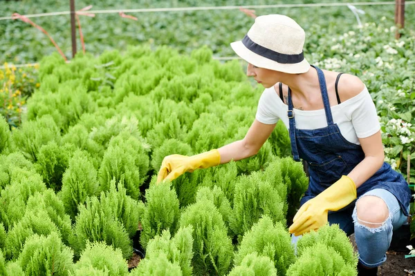 Vrouwelijke Tuinier Specialist Controleert Bladeren Van Elke Cipres Plant Haar — Stockfoto