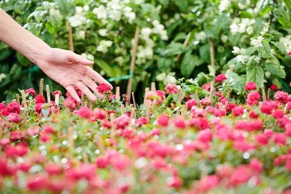 Mano Mujer Tocando Pequeñas Flores Leídas Planos Que Florecen Jardín — Foto de Stock