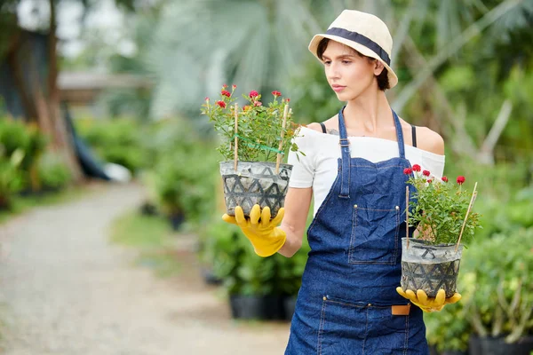 Sérieux Jardinière Coûteuse Tablier Denim Regardant Des Pots Avec Des — Photo