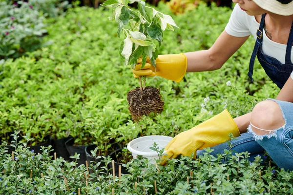 庭師の手鍋に植物を入れ 販売のためにそれを準備 — ストック写真