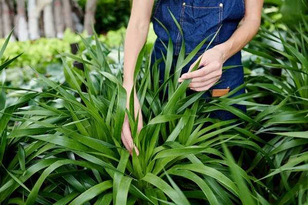 Manos Jardinero Femenino Tocando Hojas Plantas Buscando Cualquier Signo Visible —  Fotos de Stock