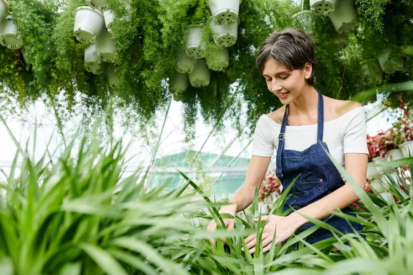 Sorrindo Muito Jovem Mulher Gostando Trabalhar Hothouse Com Muitas Plantas — Fotografia de Stock