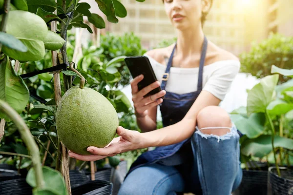 Młoda Kobieta Korzystająca Smartfona Robienia Zdjęć Pomelo Rosnącego Ogrodzie Umieszczania — Zdjęcie stockowe