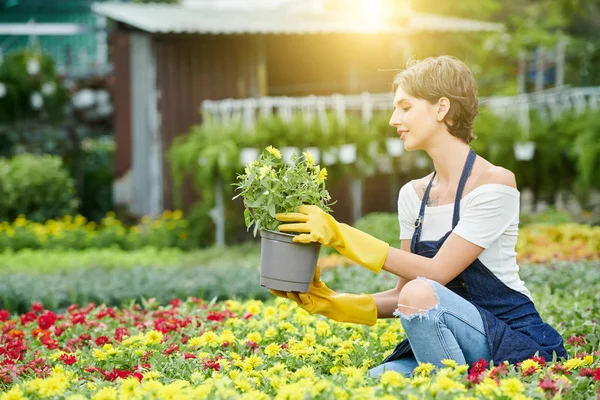 Trabajador Jardín Vivero Revisando Cada Planta Para Detectar Cualquier Signo — Foto de Stock