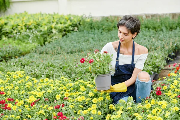 Grazioso Giardiniere Donna Che Indossa Grembiule Quando Pungente Fuori Fiori — Foto Stock