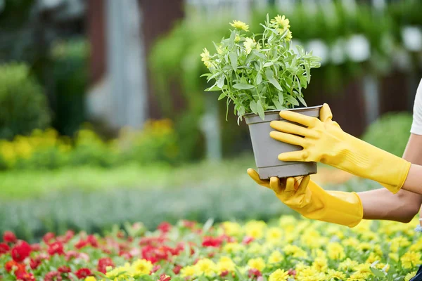 Gloved Hands Woman Holding Plant She Found Nursery Garden Her — Stock Photo, Image