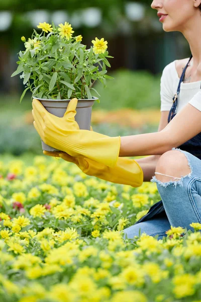 Cropped Image Woman Choosing Plant Blooming Yellow Flowers Nursery Garden — Stock Photo, Image