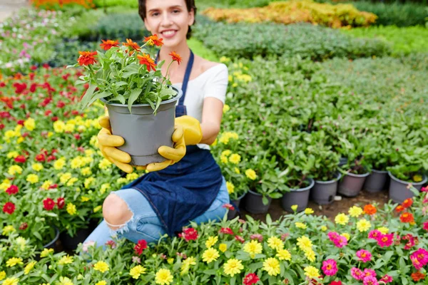 Cheerful Young Woman Working Nursery Garden Showing Pot Beautiful Blooming — Stock Photo, Image