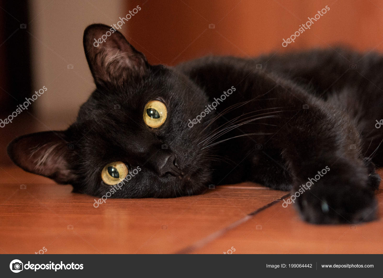 velká černá chlupatá kočička