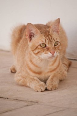 Kırmızı kedi esner. Mayıs 2018, Protaras, Kıbrıs