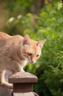Kırmızı kedi esner. Mayıs 2018, Protaras, Kıbrıs