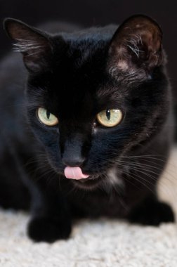 Yedikten sonra büyük bir siyah kedi yaladı.