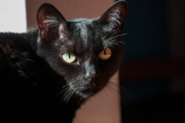 Siyah bir kedi portresi Güneş yaktı. Koyu arka plan