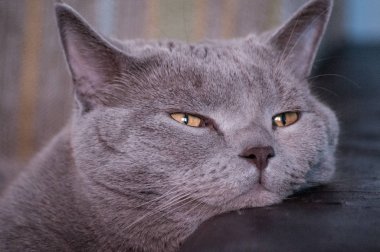 Büyük kedi uyuya kalır. Britanya ile ilgili stenografi