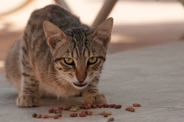 Strisce Giovane Gatto Mangia Cibo Maggio 2018 Protaras Cipro — Foto Stock