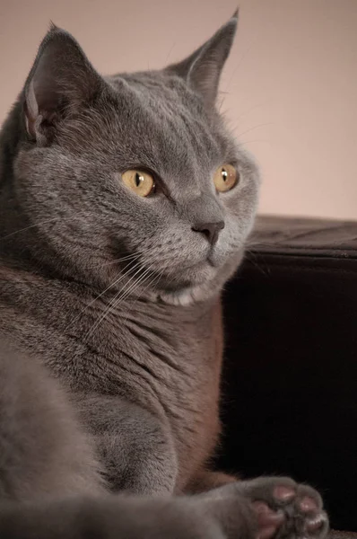 Stora Katten Ser Eftertänksamt Avståndet Brittisk Korthår Cat — Stockfoto