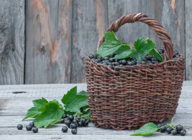 Hasır sepet içinde siyah kuş üzümü hasat.