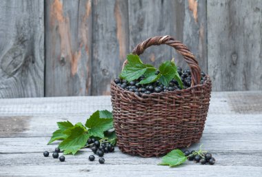 Hasır sepet içinde siyah kuş üzümü hasat.