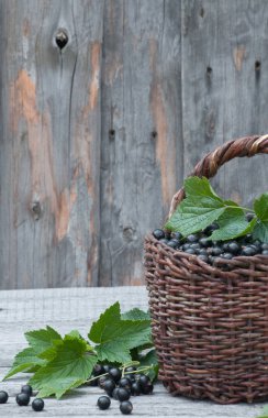 Hasır sepet içinde siyah kuş üzümü hasat.