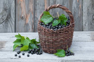 Hasır sepet içinde siyah kuş üzümü hasat.