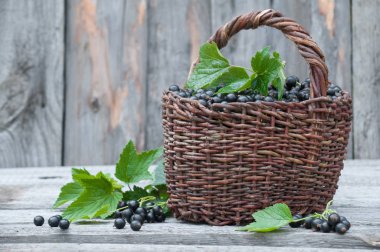 Hasır sepet içinde siyah kuş üzümü hasat.