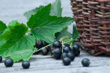 Hasır sepet içinde siyah kuş üzümü hasat.