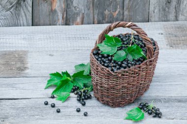 Hasır sepet içinde siyah kuş üzümü hasat.