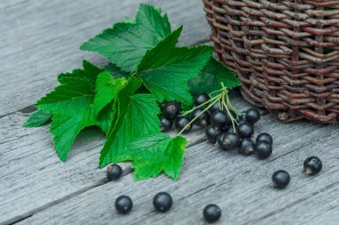 Hasır sepet içinde siyah kuş üzümü hasat.