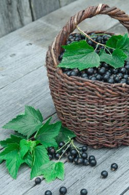 Hasır sepet içinde siyah kuş üzümü hasat.