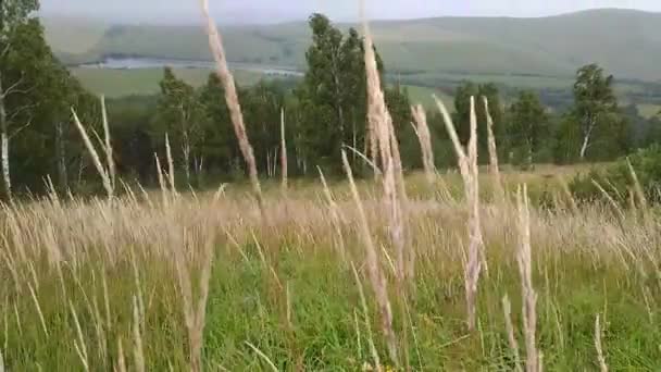 风吹动田野里的草 在背景下 山和白桦树 — 图库视频影像
