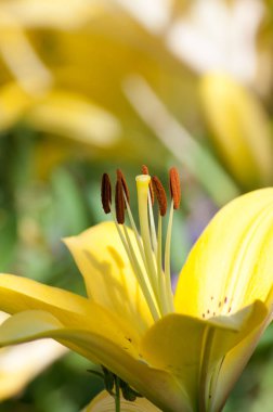 Sarı zambak çiçeği yakın çekim. Bulanık softphone, makro