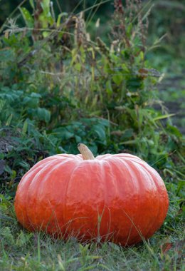 Bahçede büyük, Turuncu kabak. Arka plan bulanık.